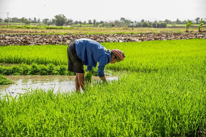 Crop Production