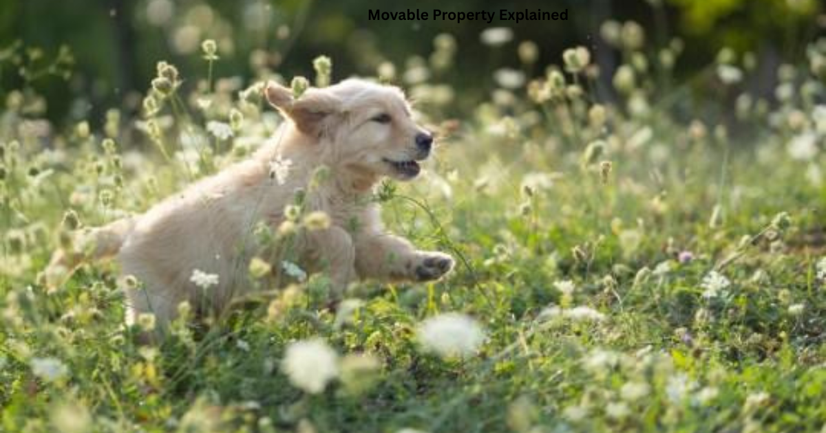 Movable Property Explained
